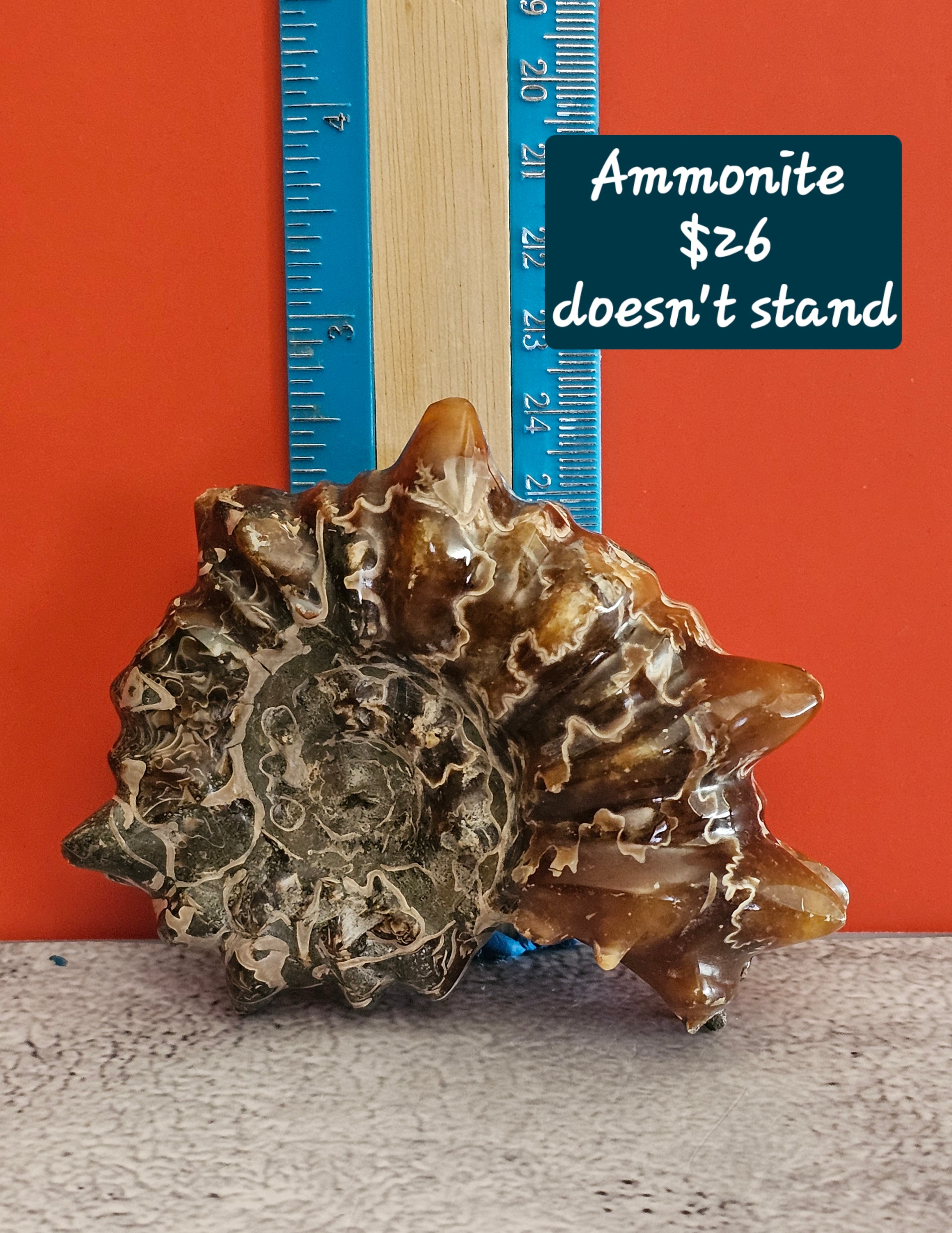 Spiny Full Ammonite Fossil – Ancient Natural Specimen | 2.75 Inches