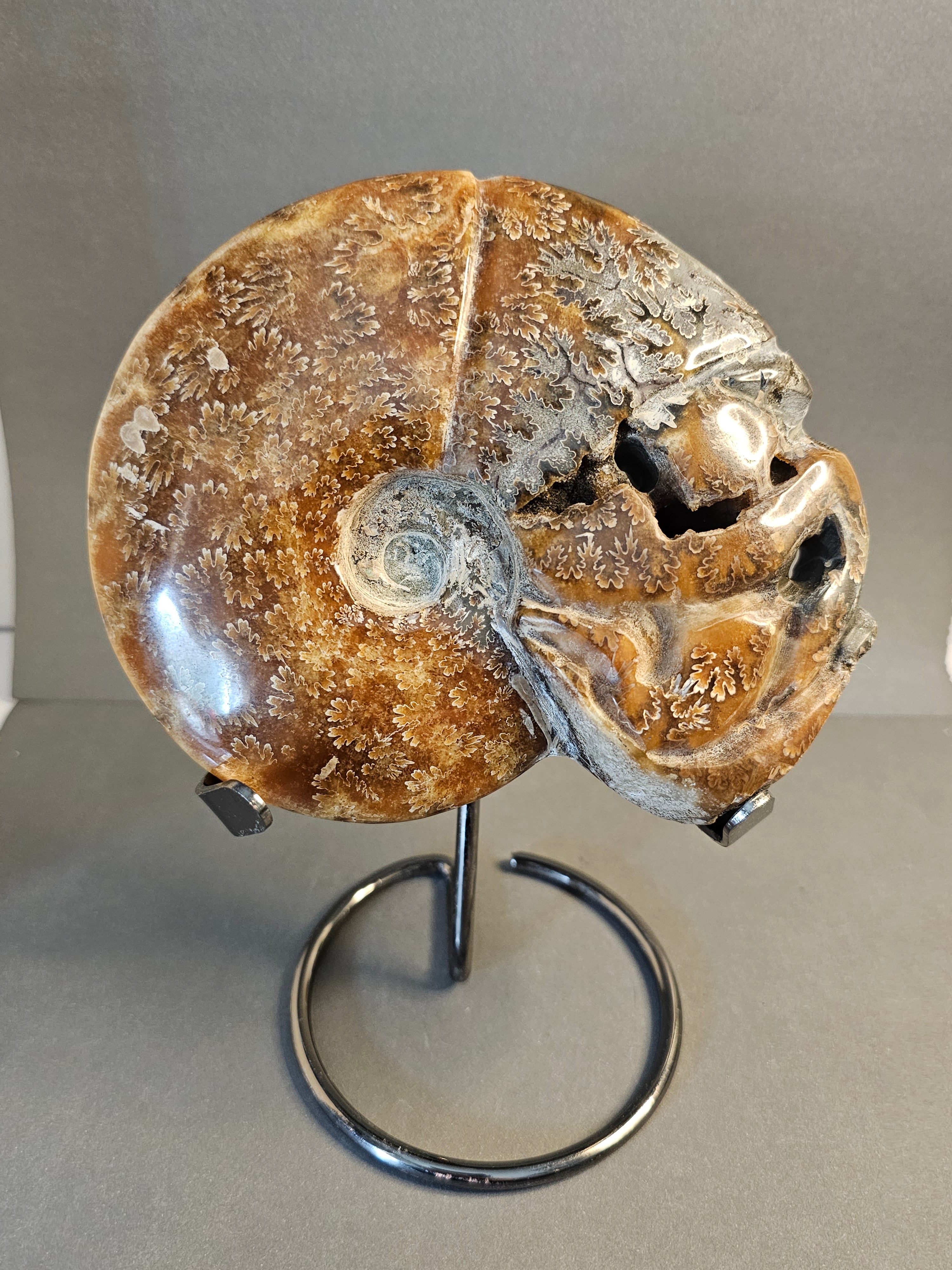 UV Reactive Ammonite Fossil on Stand – Ancient Earth Specimen | 8 Inches Tall