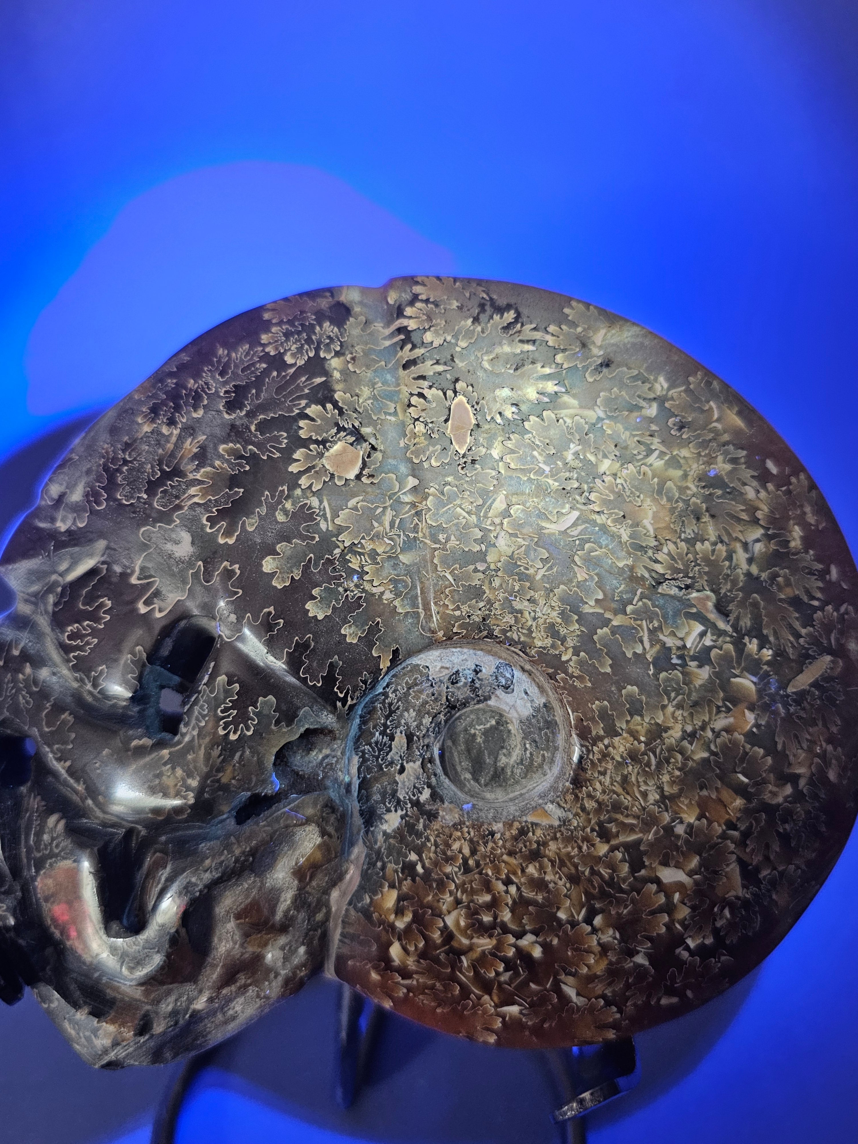 UV Reactive Ammonite Fossil on Stand – Ancient Earth Specimen | 8 Inches Tall