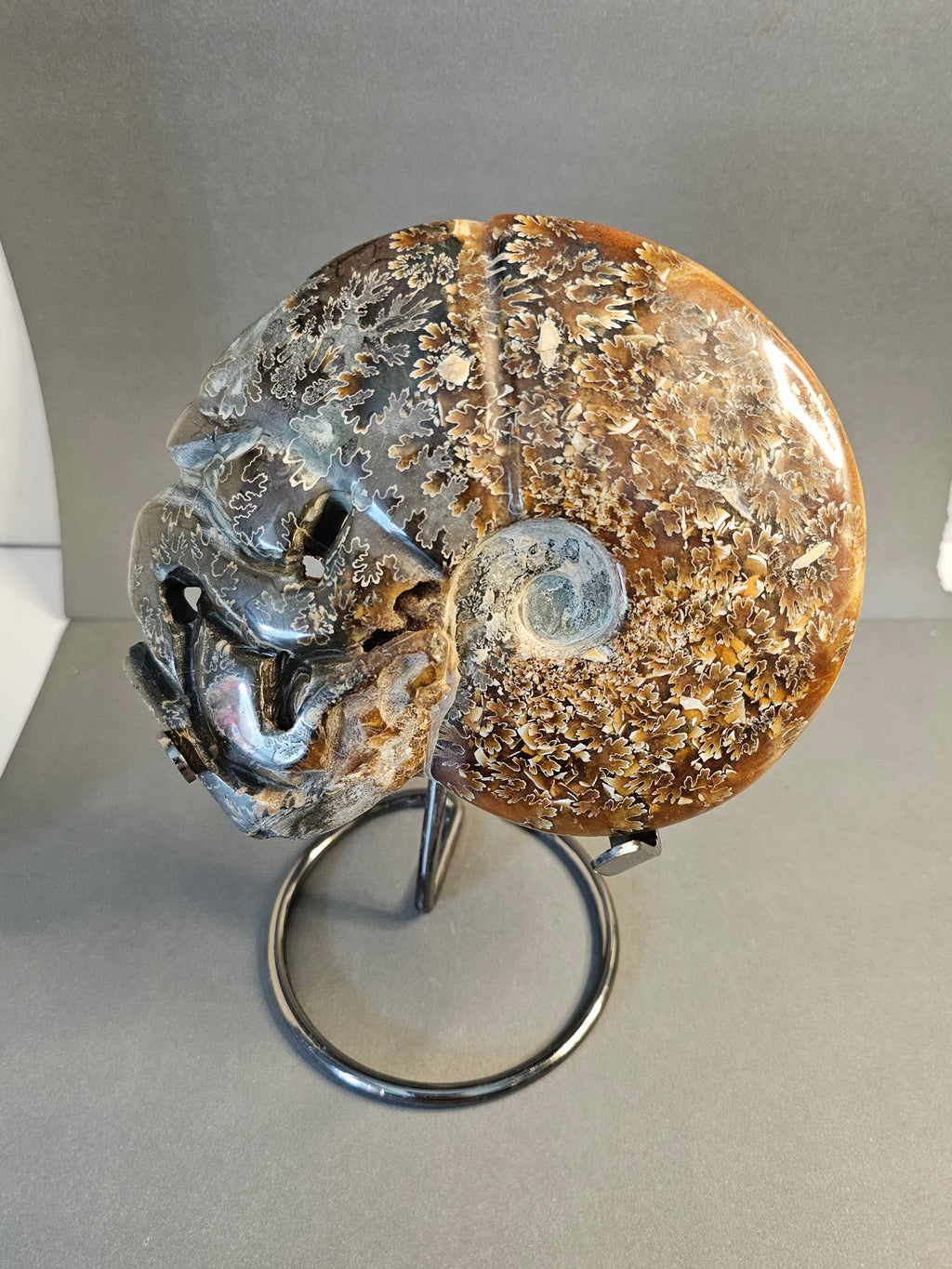 UV Reactive Ammonite Fossil on Stand – Ancient Earth Specimen | 8 Inches Tall
