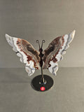 Mexican Lace Agate Butterfly Wings on Stand – Transformation & Joy Crystal Display | 5 Inches Tall