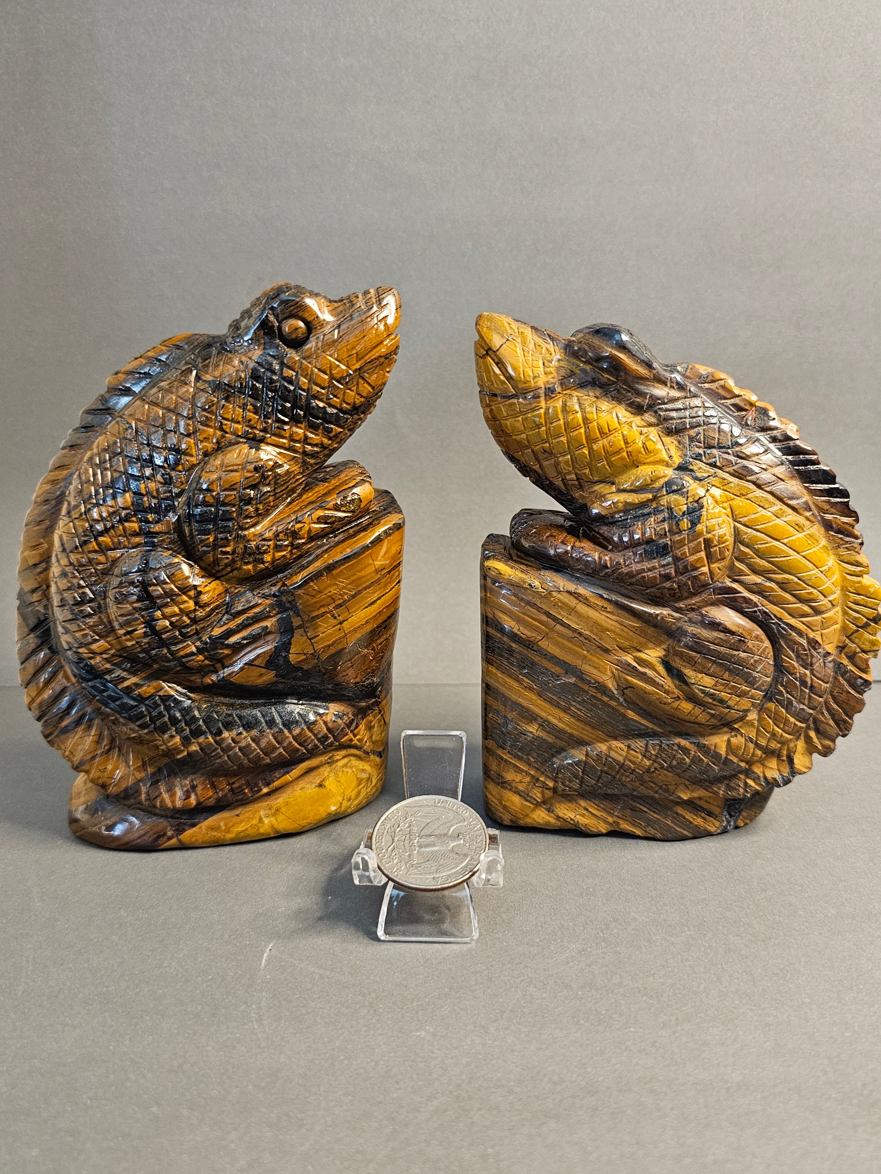 Two Tiger's Eye lizards facing each other with quarter in middle to show size comparison.