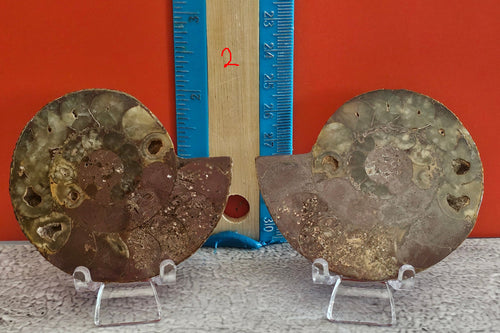 Ammonite Pair Halves – Fossil Display Set with Stands | 1.5 Inches | 2 Available